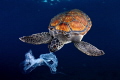  similar appearance between plastic bags jellyfish becomes constant danger turtles ingest them mistake. Many die asphyxia disease their digestive system. This time we didnt let eat bag but mistake system  